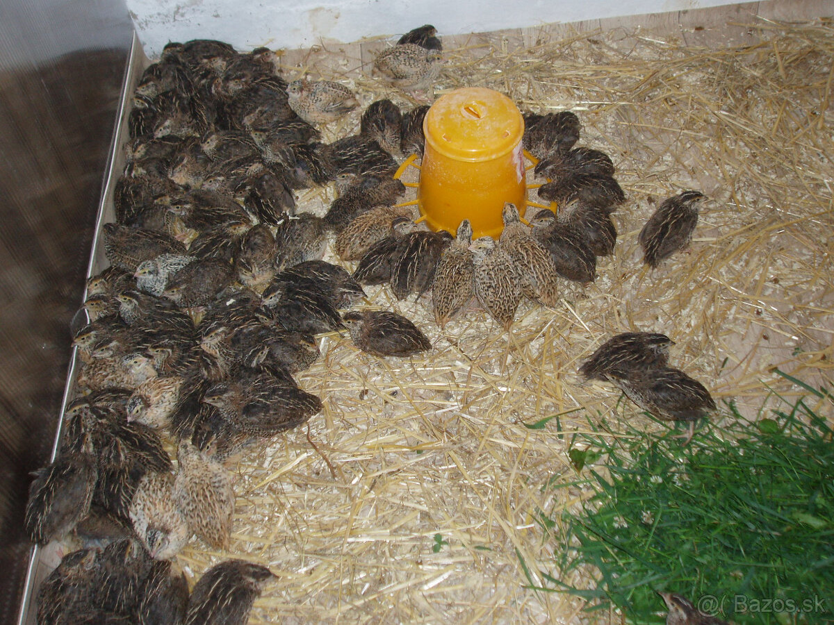 prepeličie vajíčka - 8