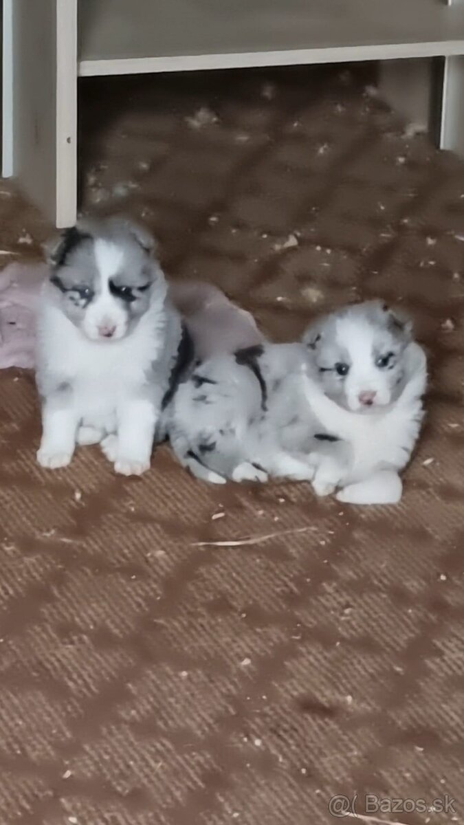 Steniatka border kolia - 8