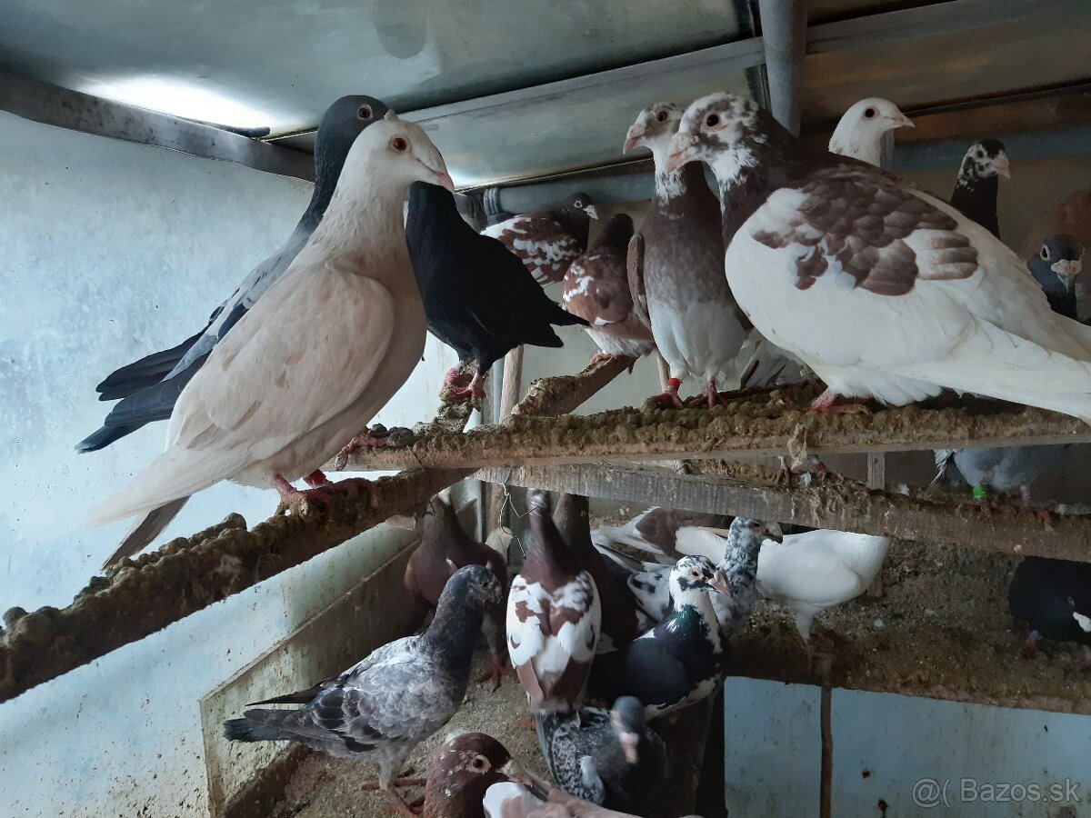 Predám poštové holuby - 8