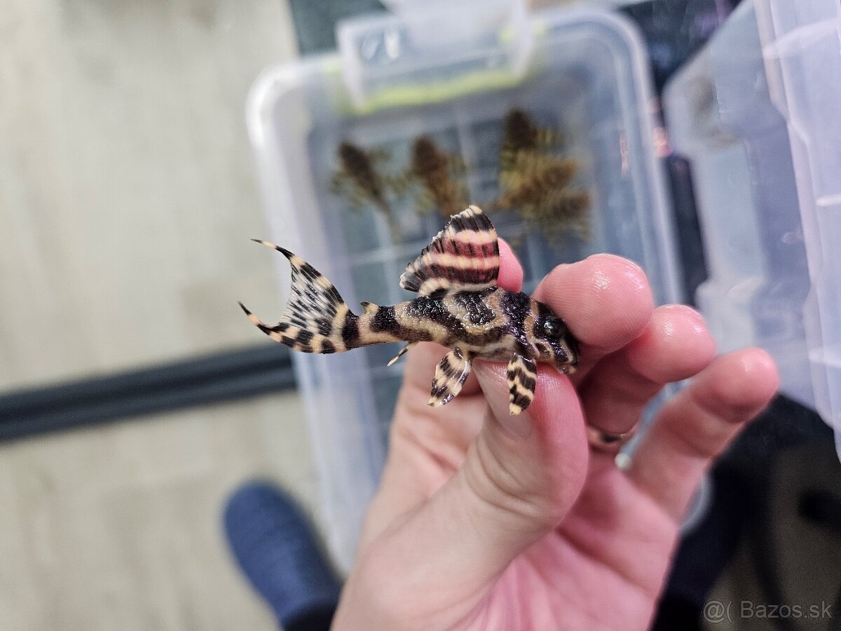 L 333 Gold line AAA - odchov - 8