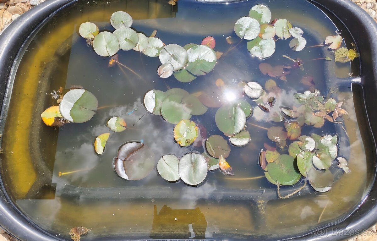 Lekná - 8