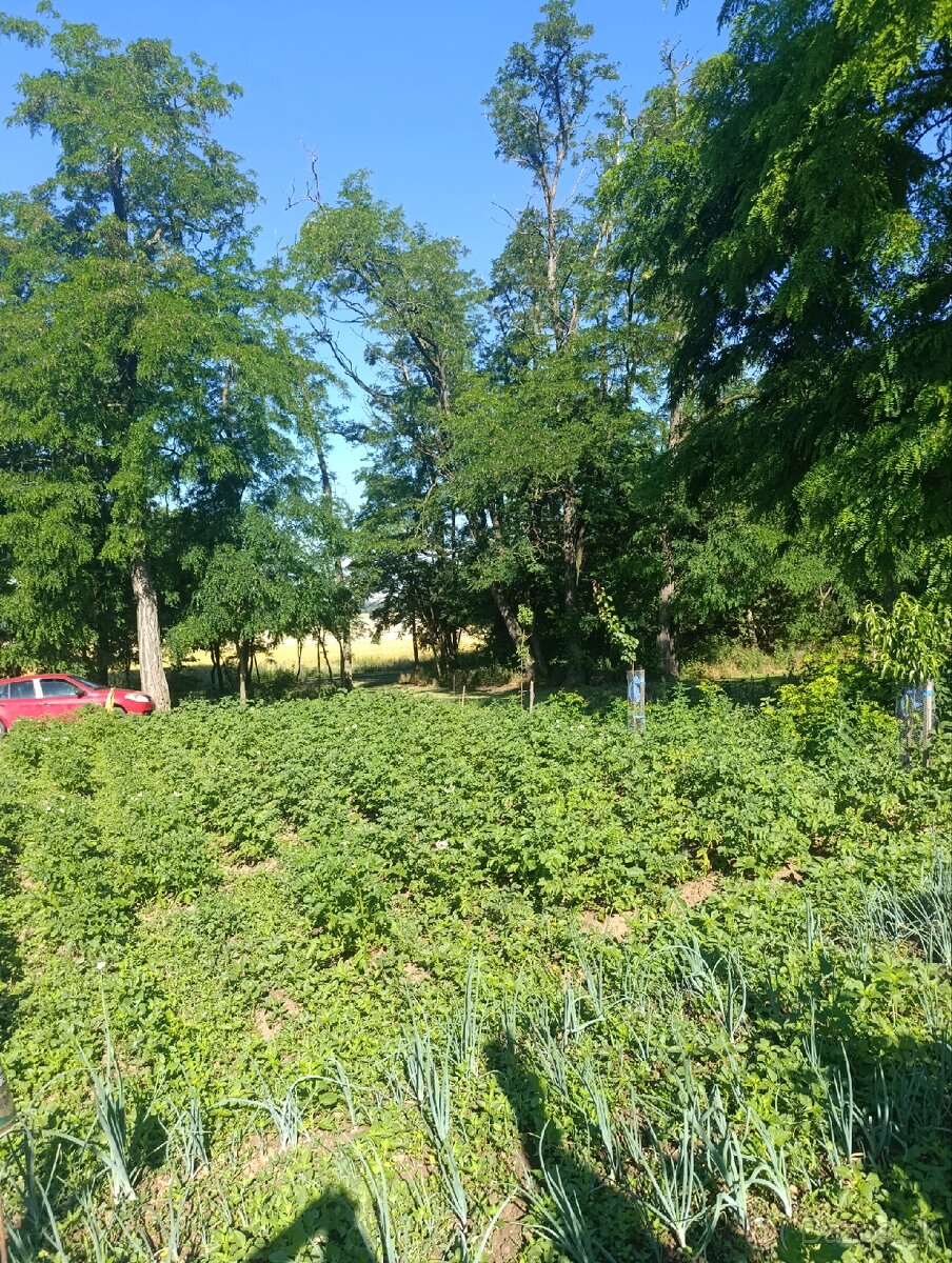 Záhrady - 8