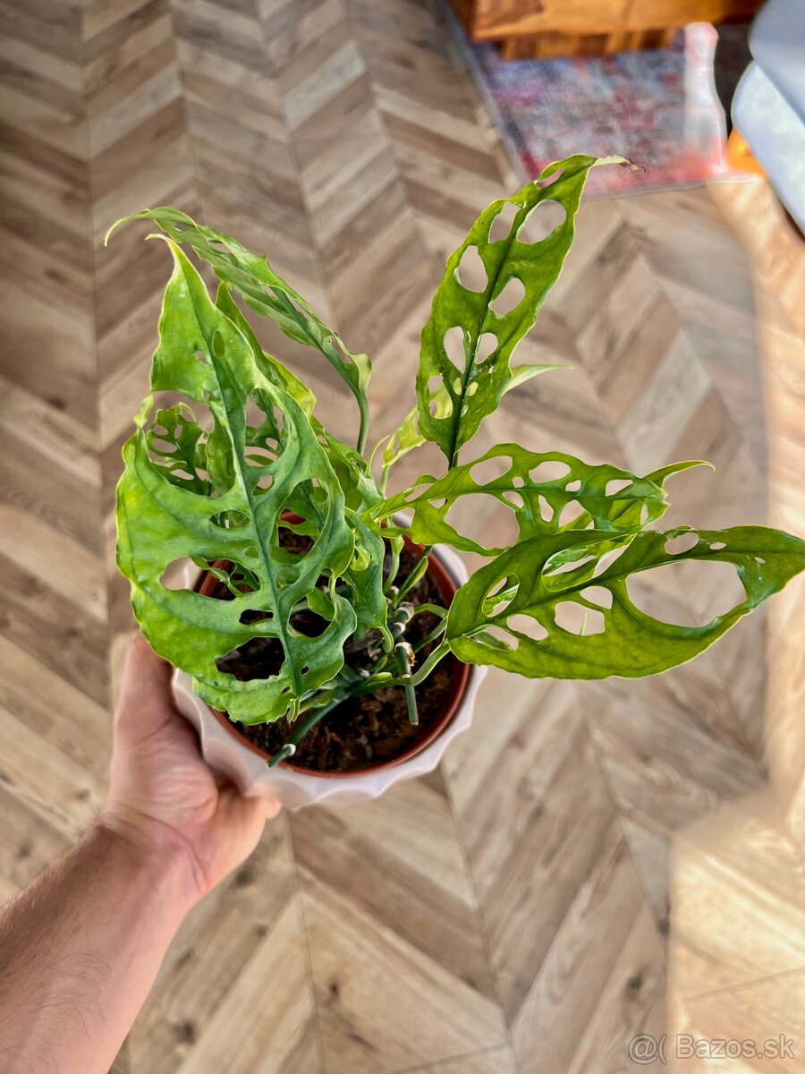 Raritné rastliny - 8