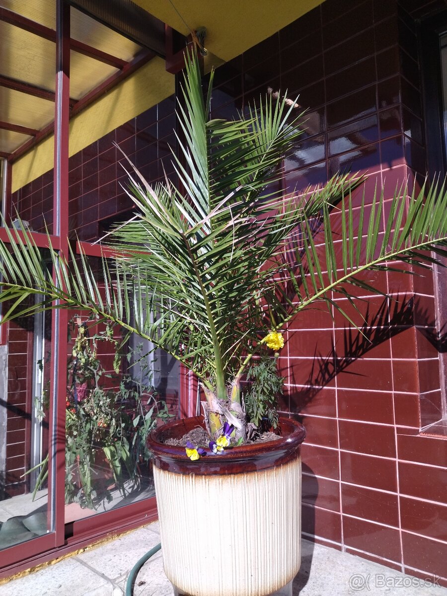 Palma, vence, vianočné ozdoby - 8