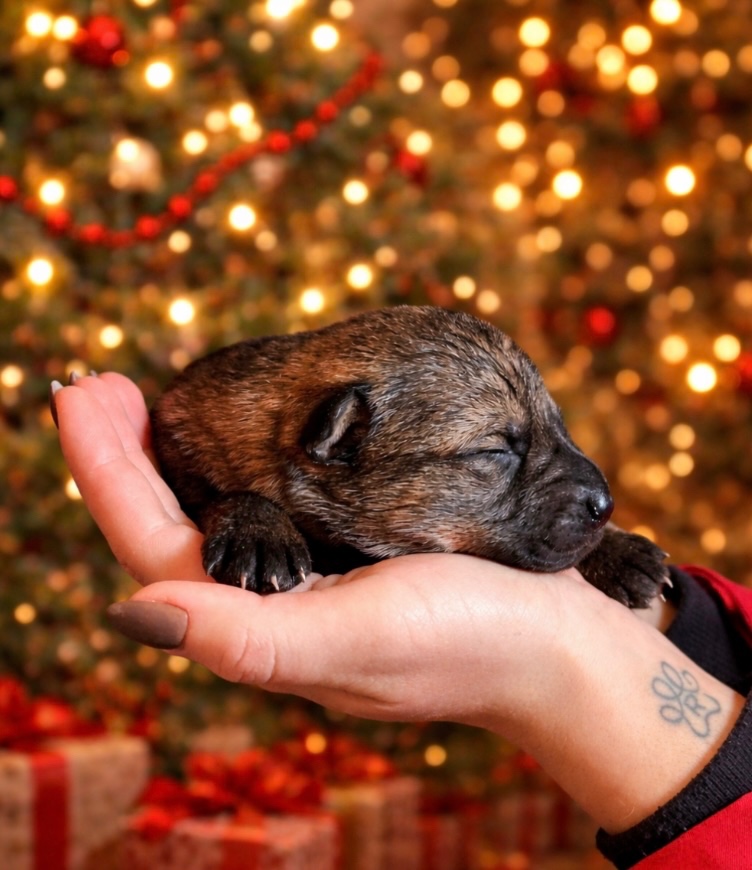 Nemecký ovčiak s PP - 8