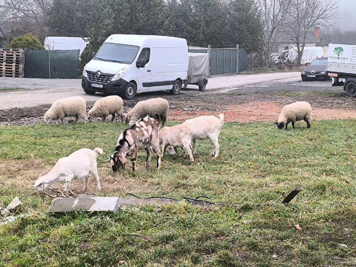 Anglonubijsky podielovy Capko pripustanie,predaj - 8