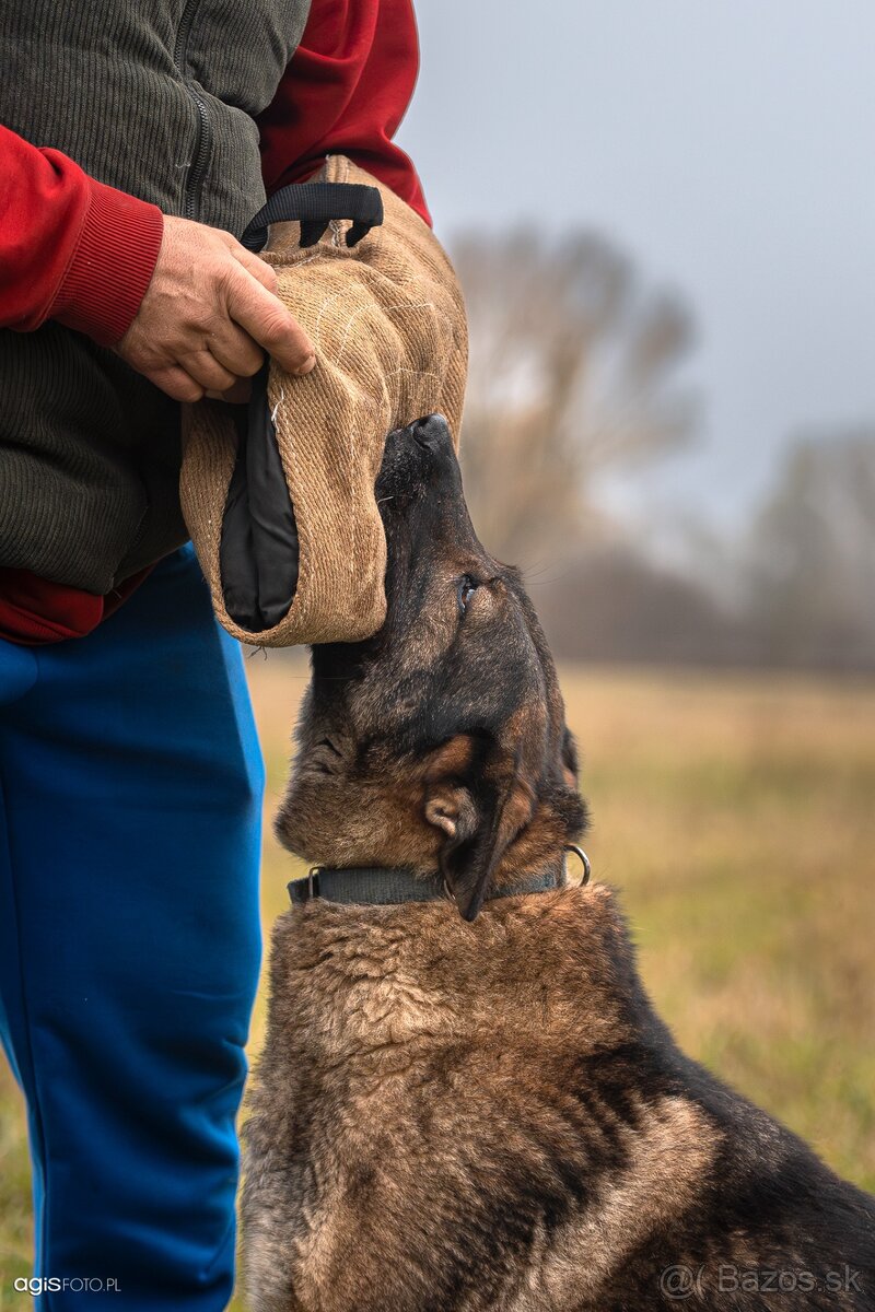 Nemecký ovčiak šteniatka s PP WORK line - 8