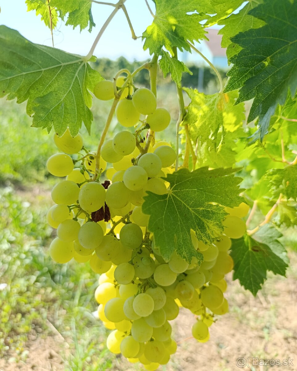 Pozemky - 8