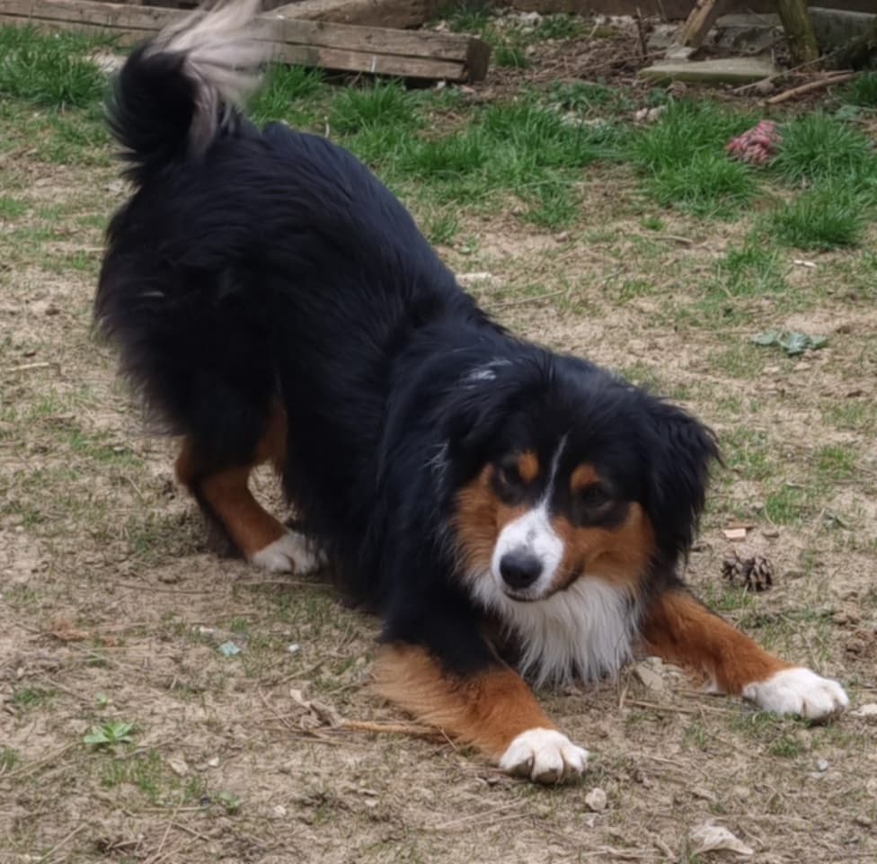 Miniatúrny americký ovčiak s pp - 8