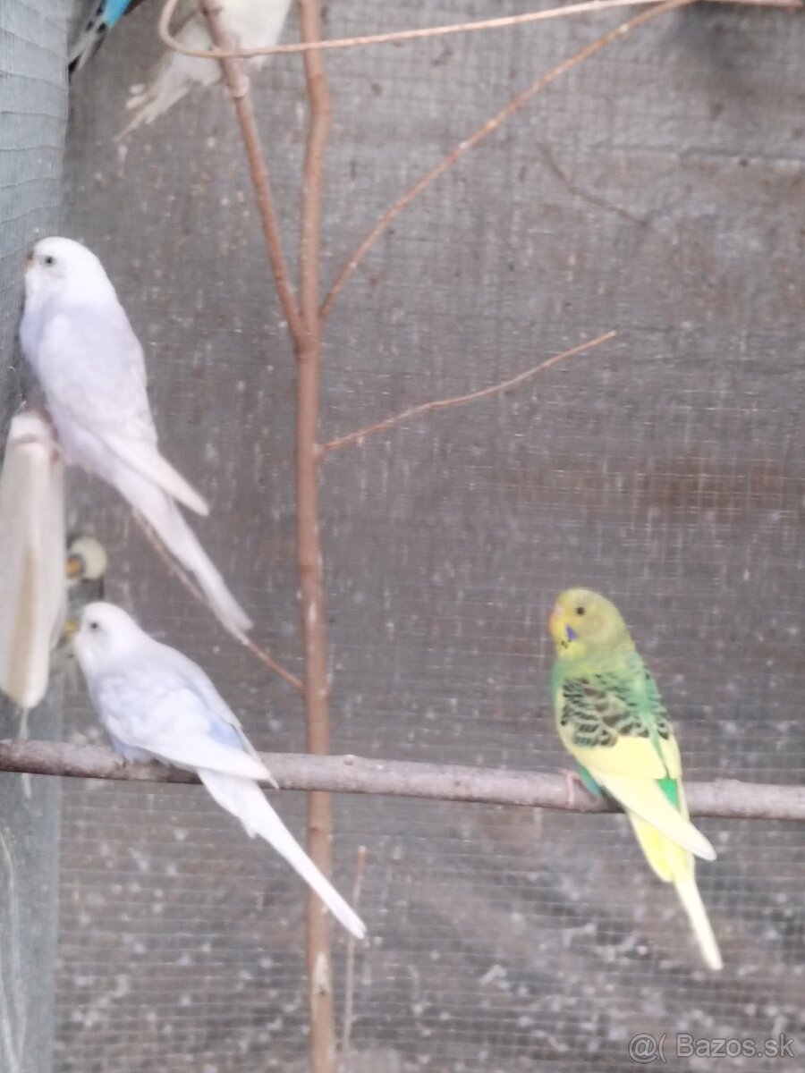 Predám vtáctvo - 8