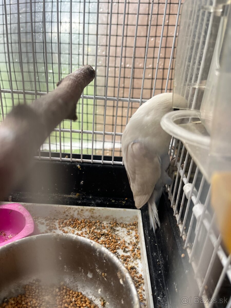 Agapornis fisher - 8