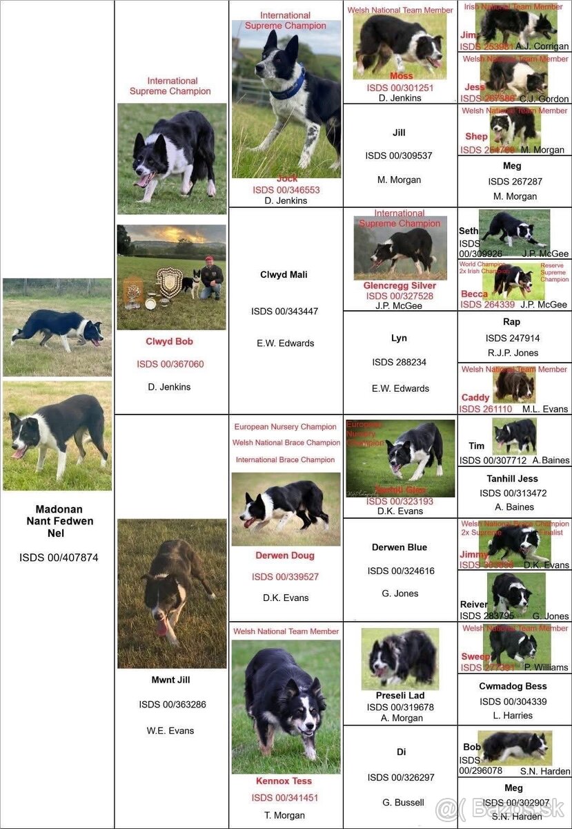 Border kólia s PP - 8