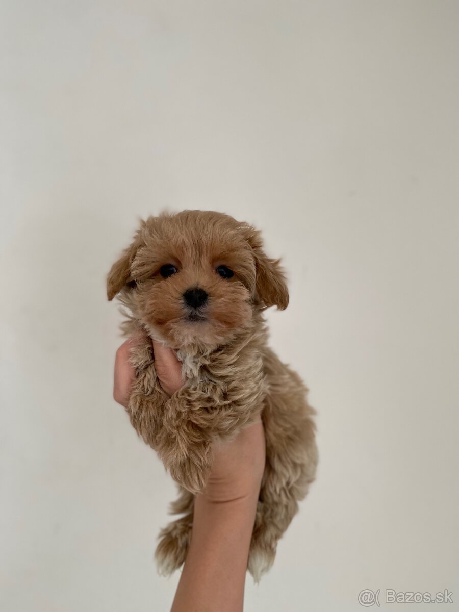 Extra mini toy Maltipoo Pudel - 8