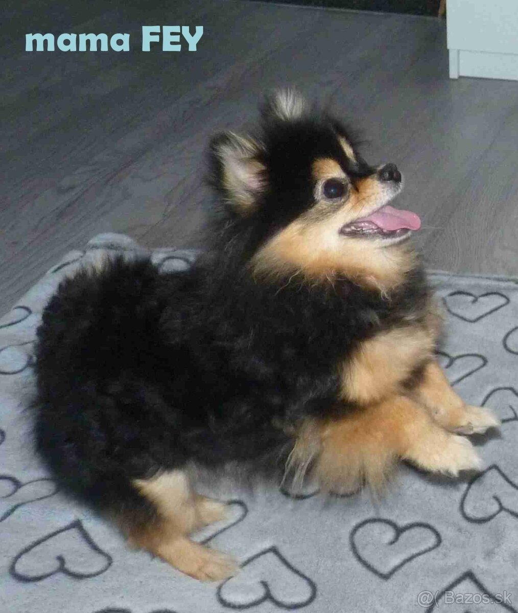 Pomeranian s PP - 8