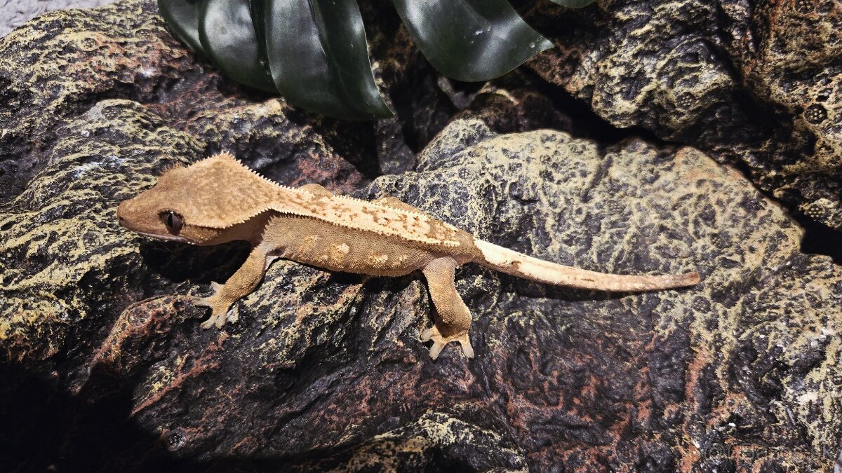 pagekón riasnatý - 8