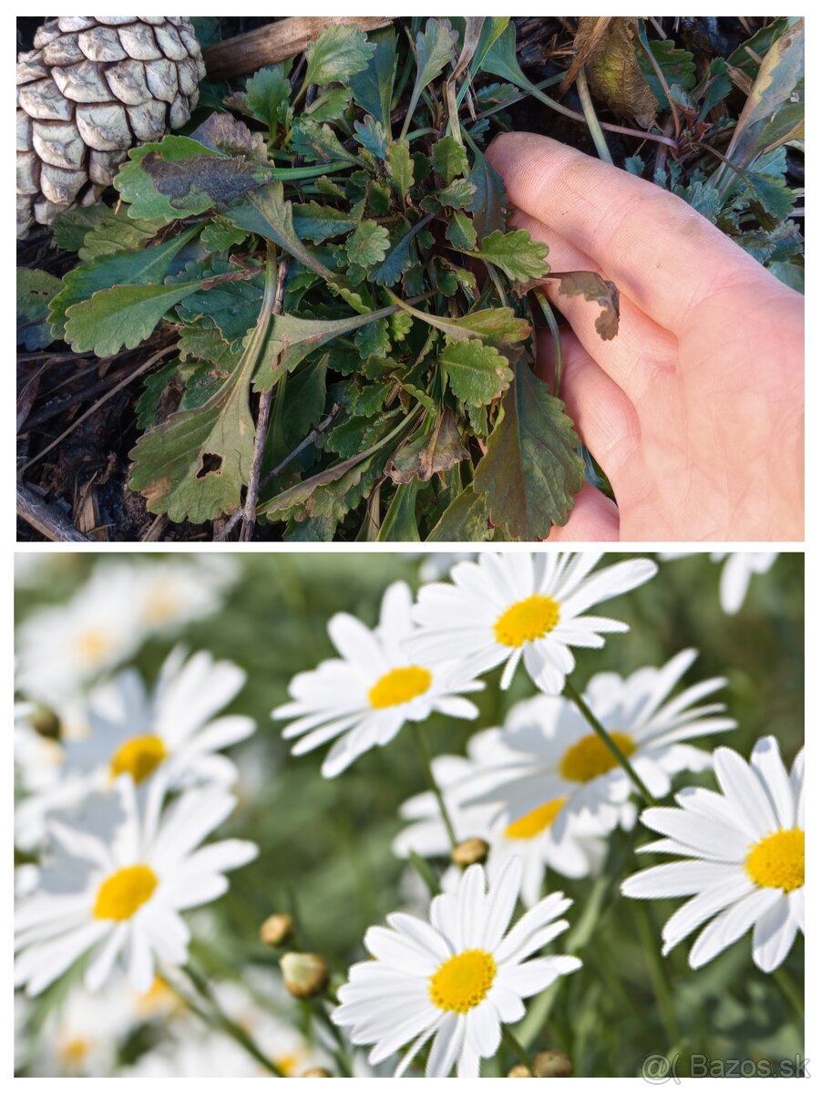 Trvalkový záhon na slnko - 8