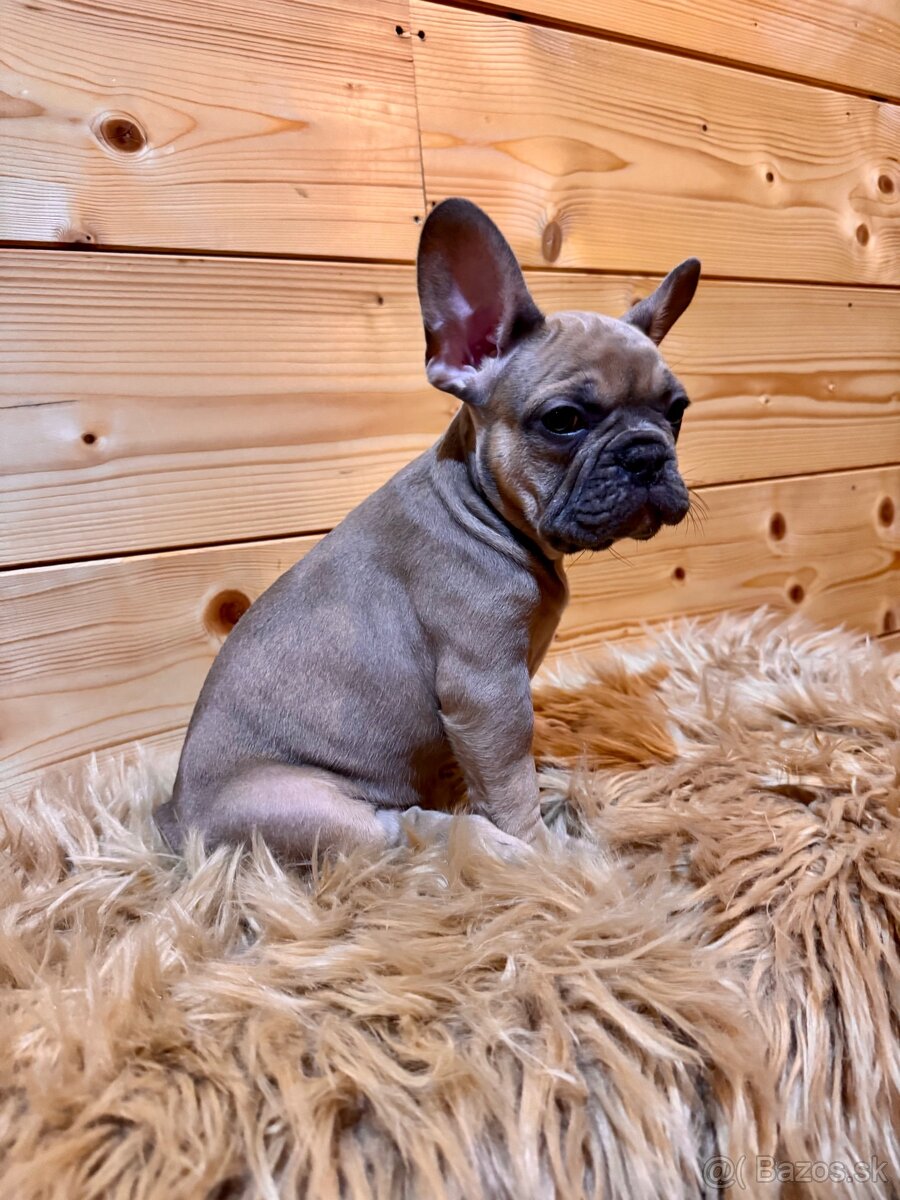 Francúzsky buldoček s PP - 8
