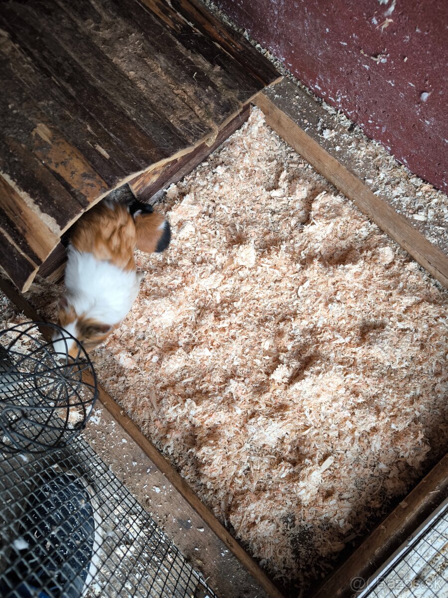 Morské prasiatka - 8