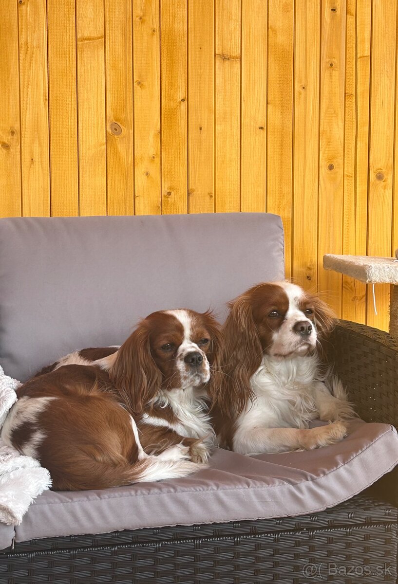 Cavalier King Charles Španiel - 8