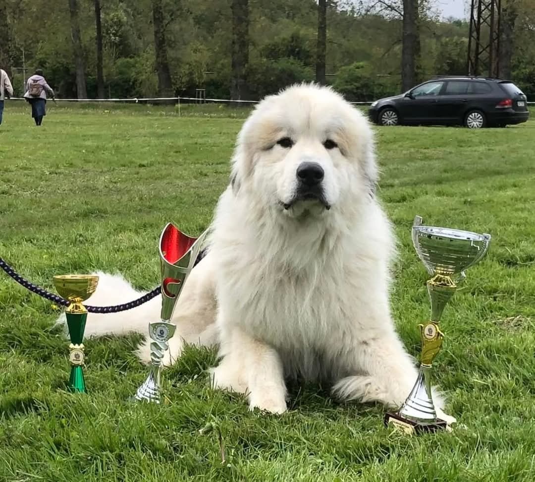 Pyrenejský horský pes - 8