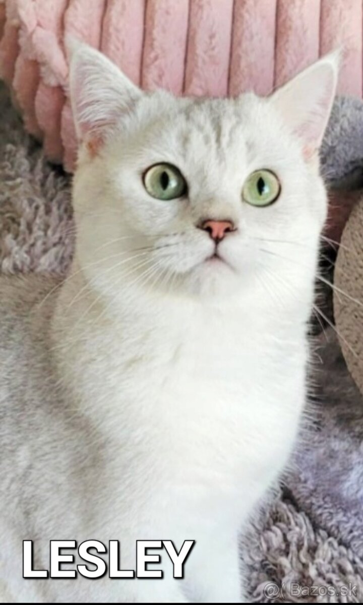 ŠKÓTSKE MAČKY s PP/ F. TICA - 8