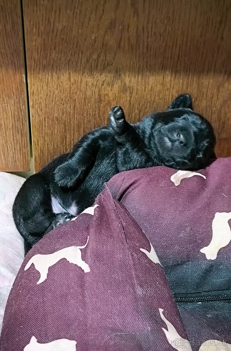 Steniatka Labrador - 8