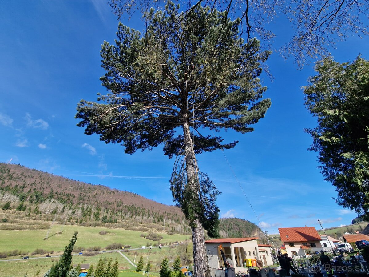 Výrub a opilovanie stromov LACNO A BEZPEČNE - 8