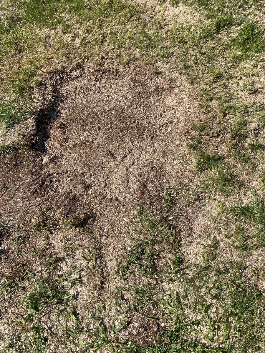 Likvidácia pňov frézovaním - frézovanie pňov - 8