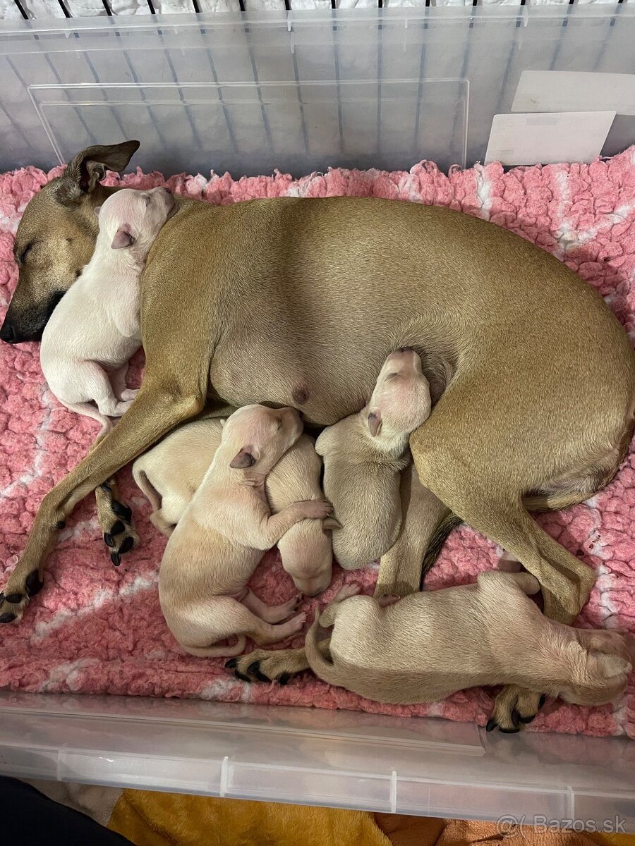 Taliansky chrtik s rodokmenom fci - 8