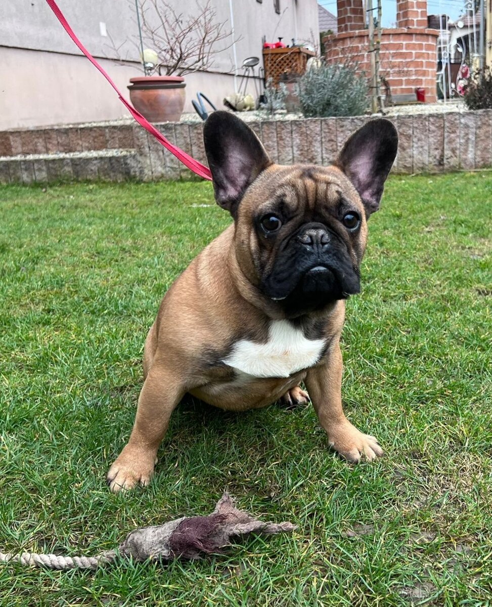 Francouzsky buldoček s PP - psík - 8