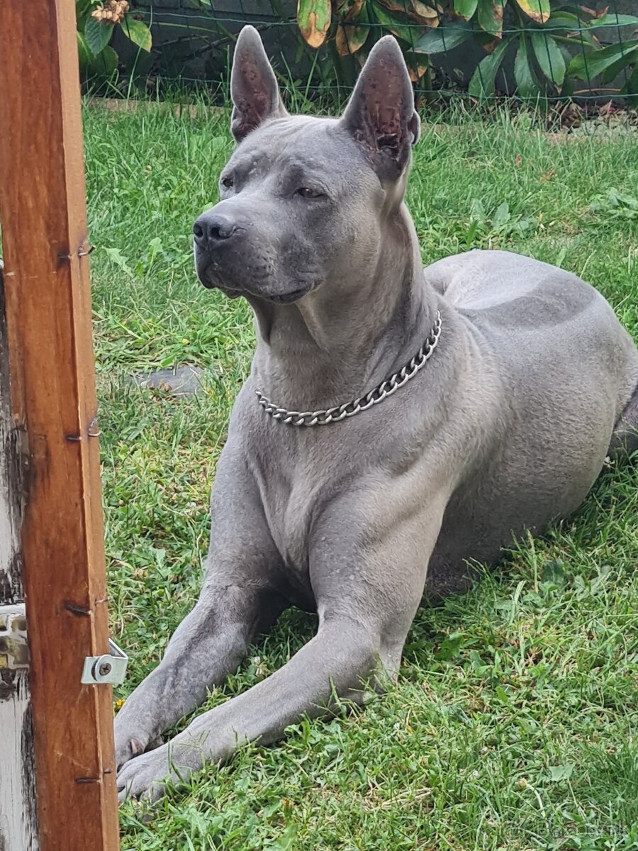 Ponuka psa na krytie - 8