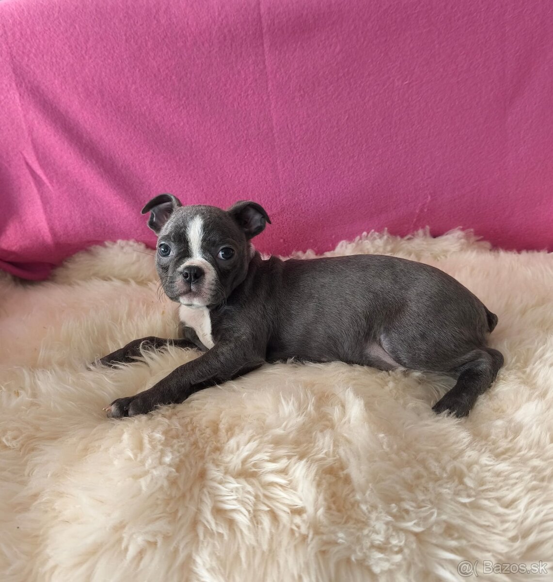 Bostonský teriér Modré šteniatka z PP - 8
