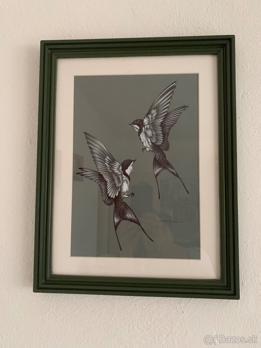 Obrázky lastovičiek, korytnačka - 8