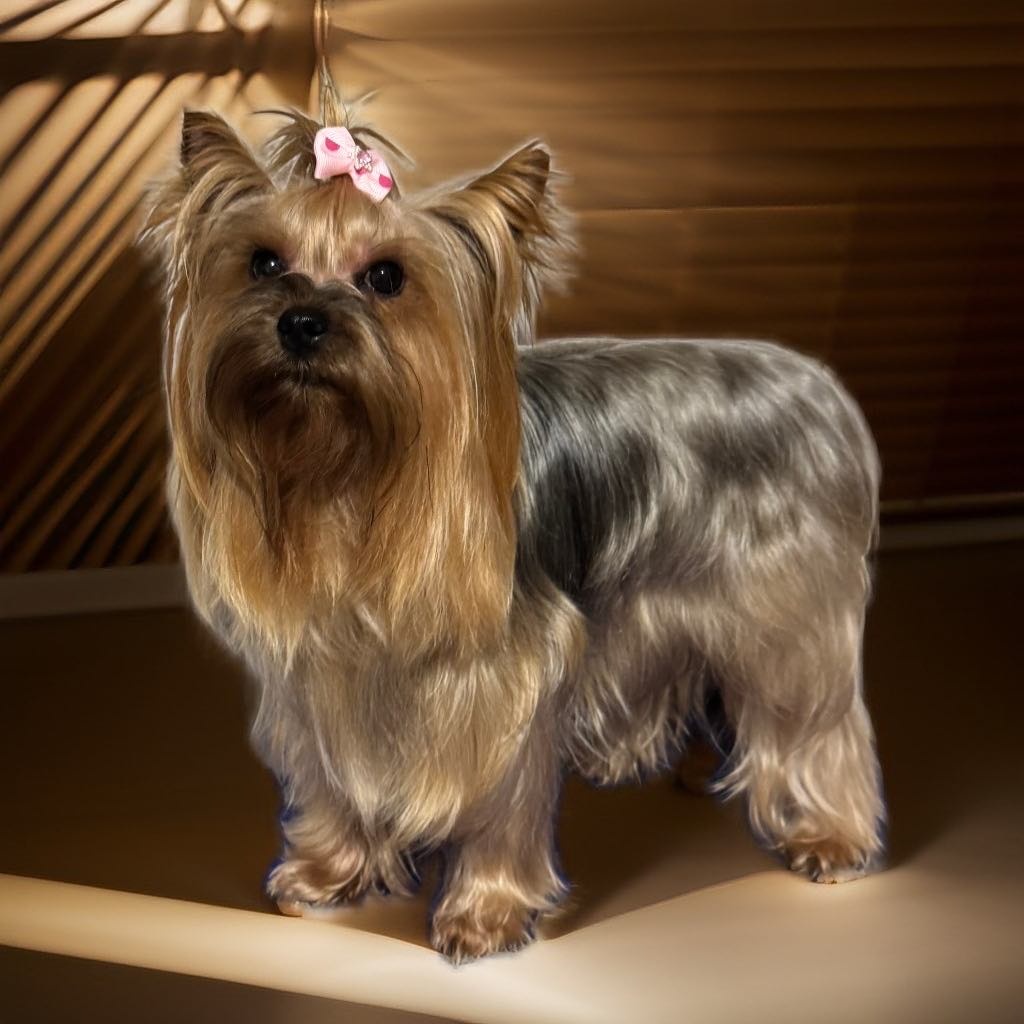 Mini Yorkshirsky Terier - 8