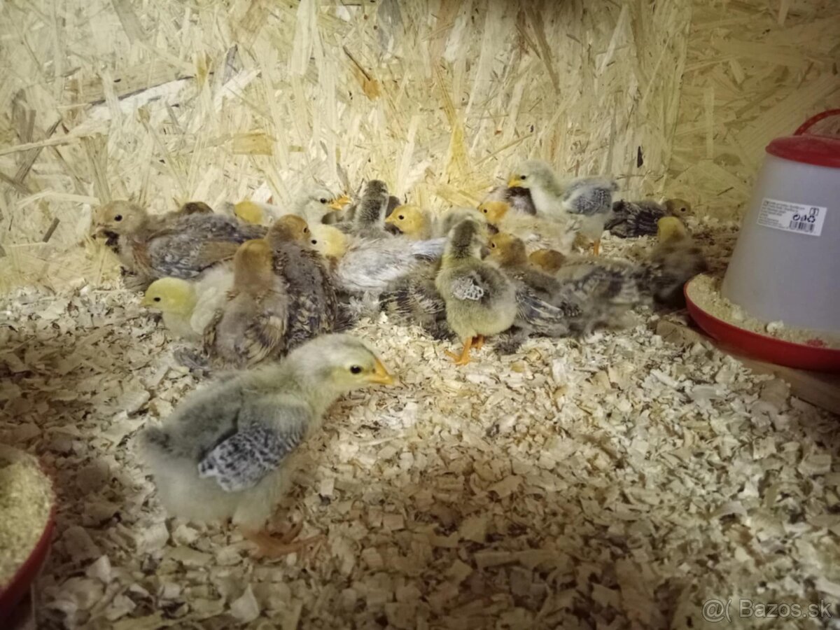 Odchovňa pre kuriatka - 8