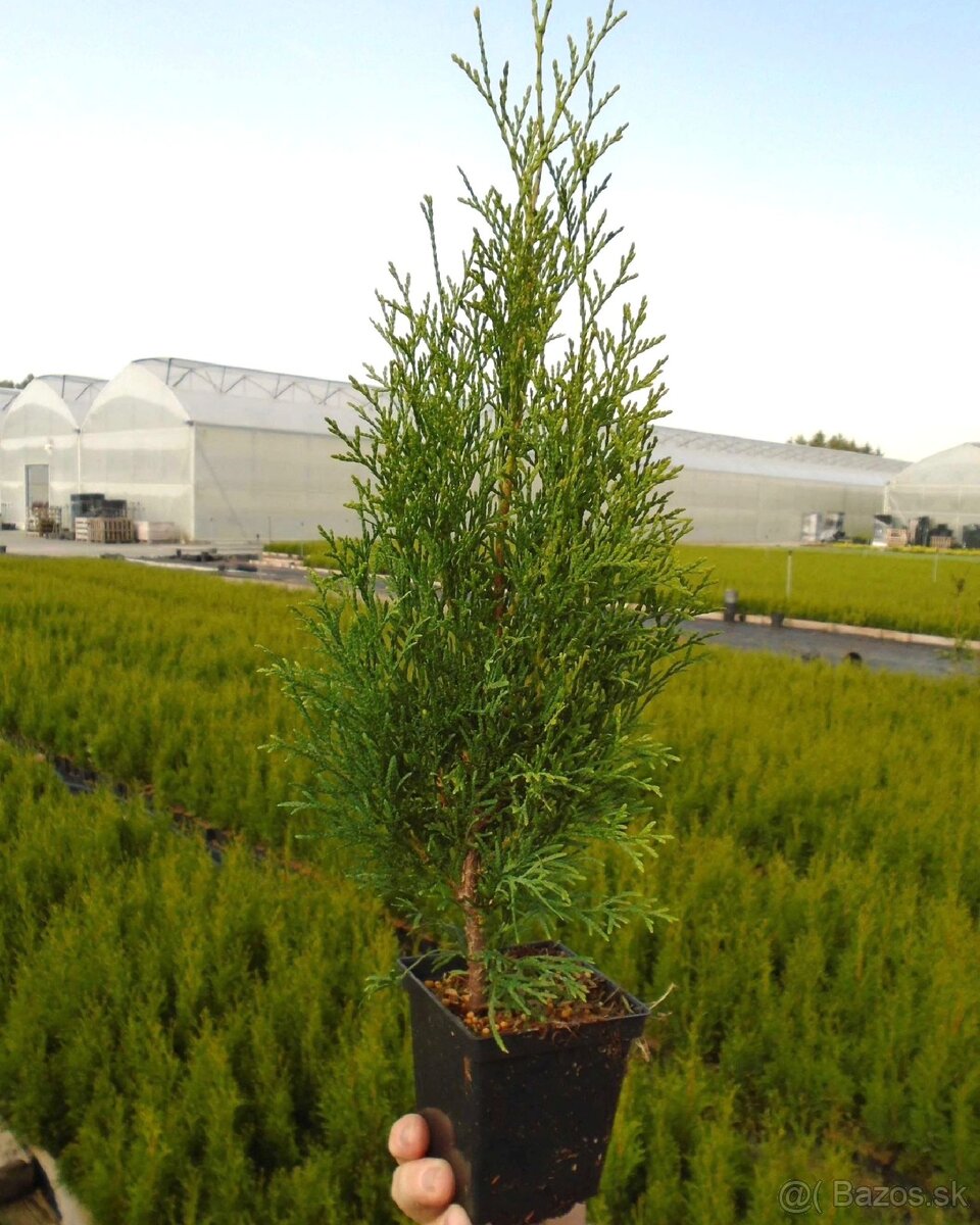 TUJE SMARAGD 220-250cm AKCIA 25€ - 8