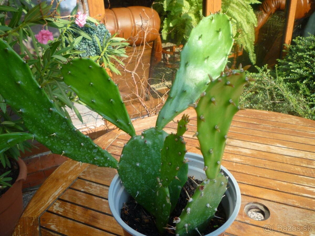 Agáve americká, bananovník - 8