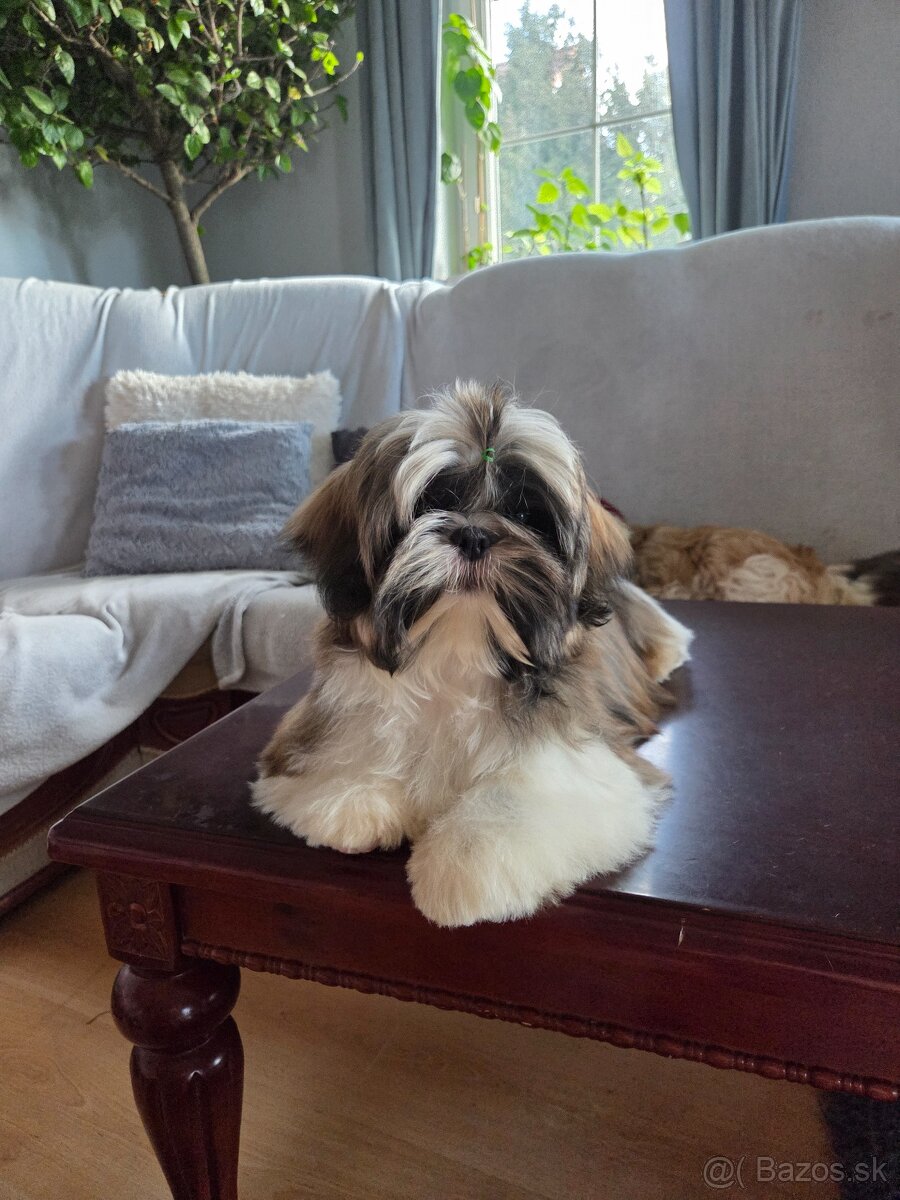 Šteniatka shih tzu s PP - 8