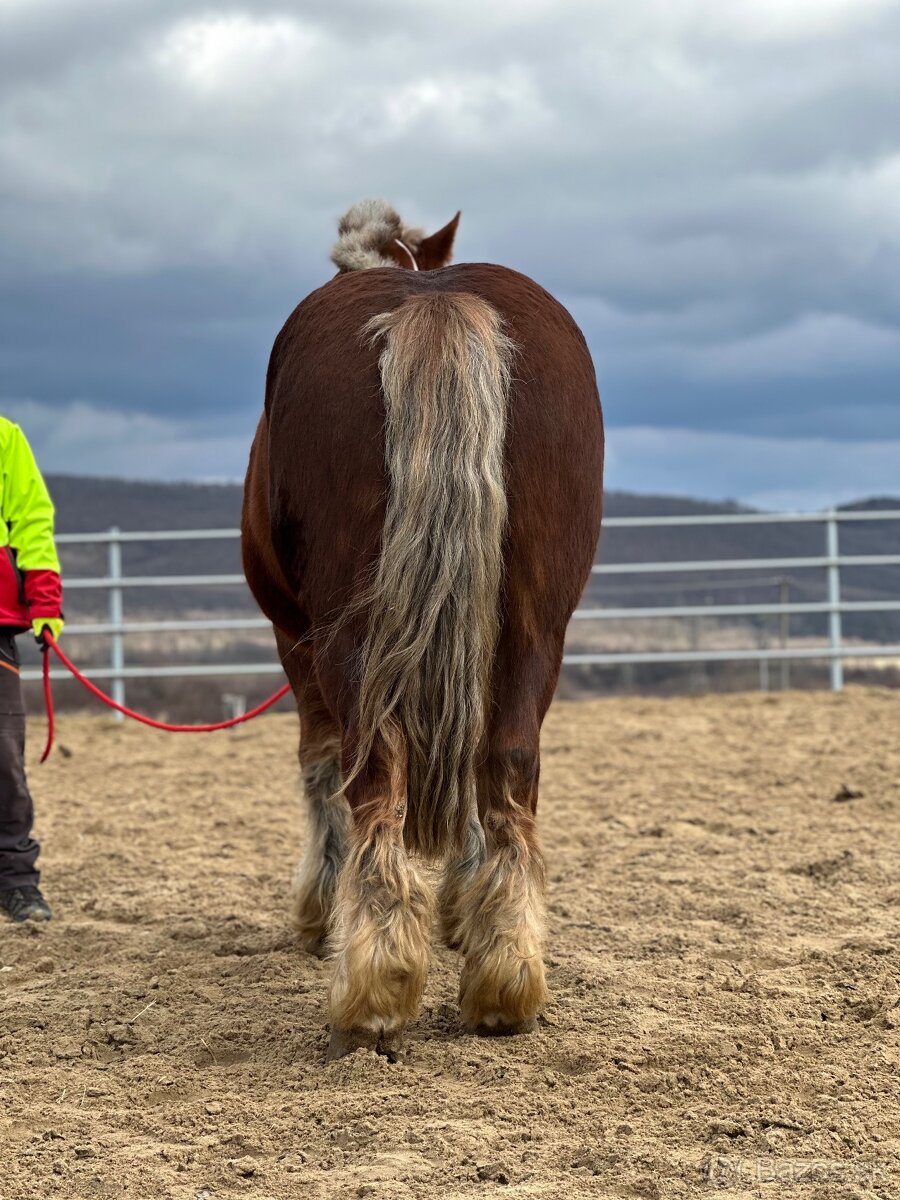 Švédsky ardén valach na predaj - 8