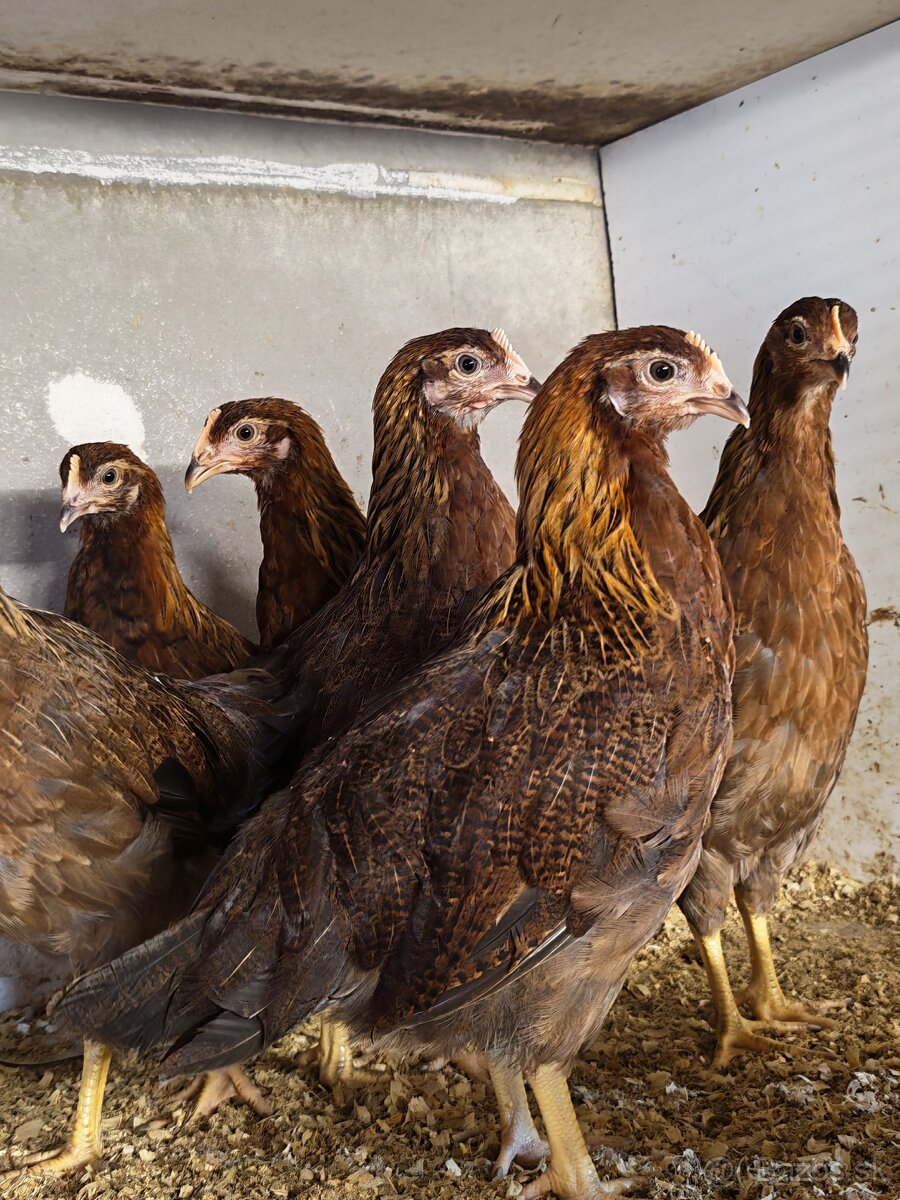 Nosnice, mládky - 8