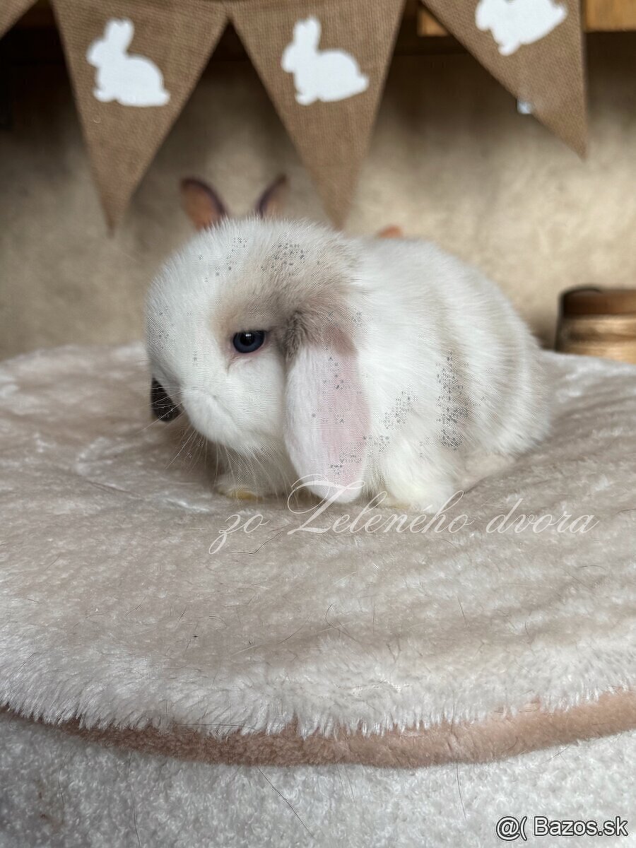 💛🌼 minilop králik 🌼💛🐰 - 8