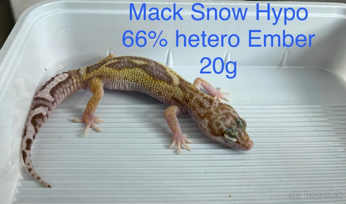 Gekončík nočný - 8
