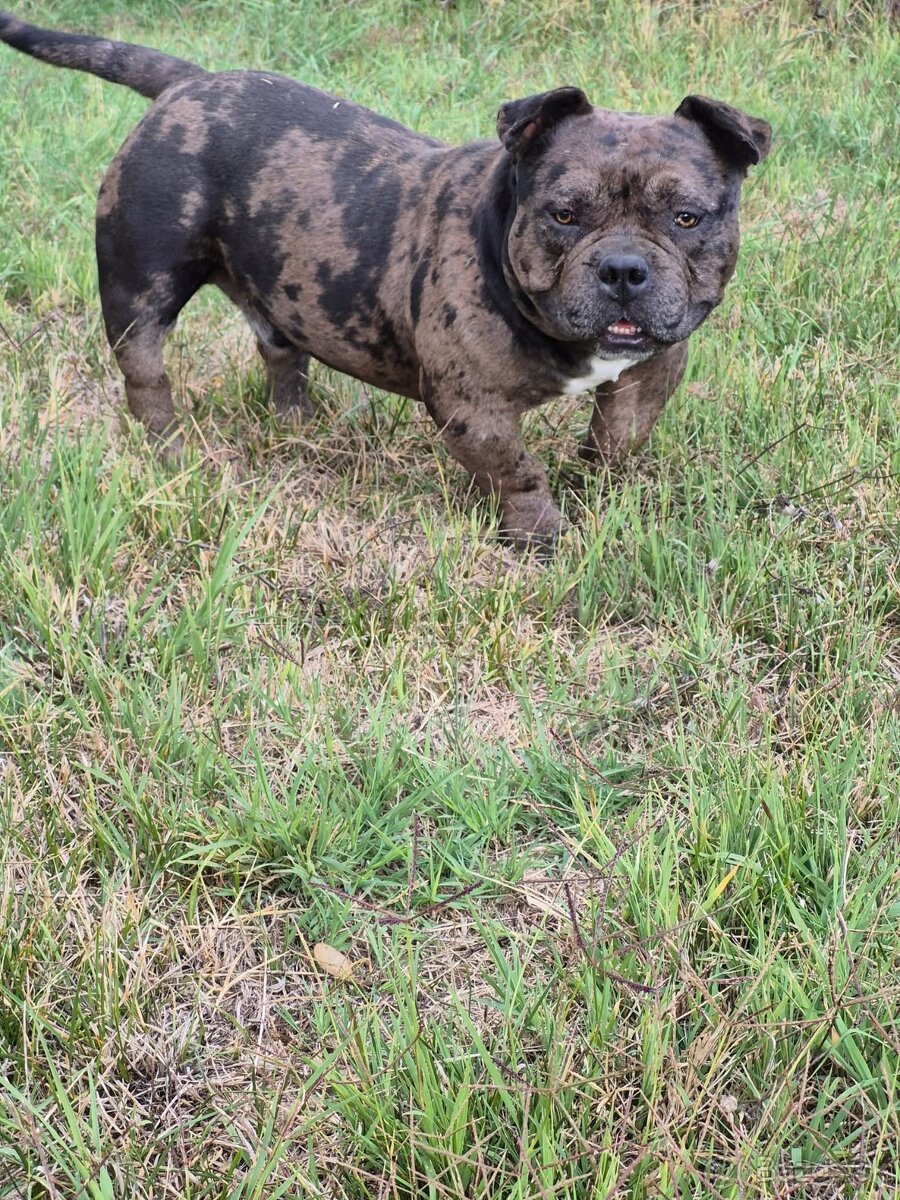 American bully pocket - 8
