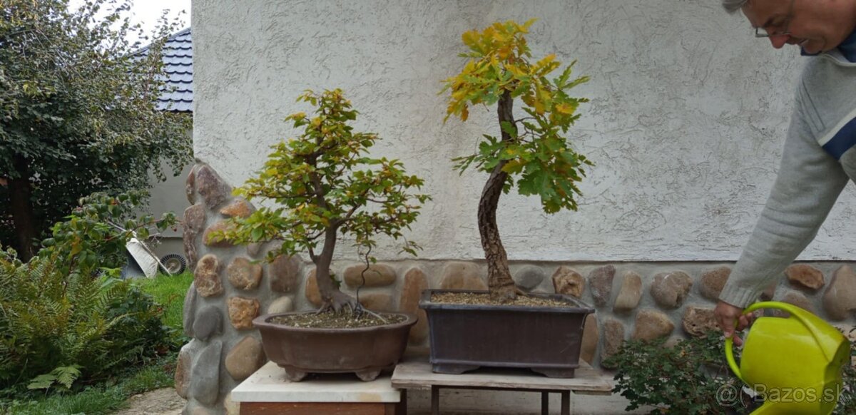 bonsai,bonsaj-DUB 7 - 8