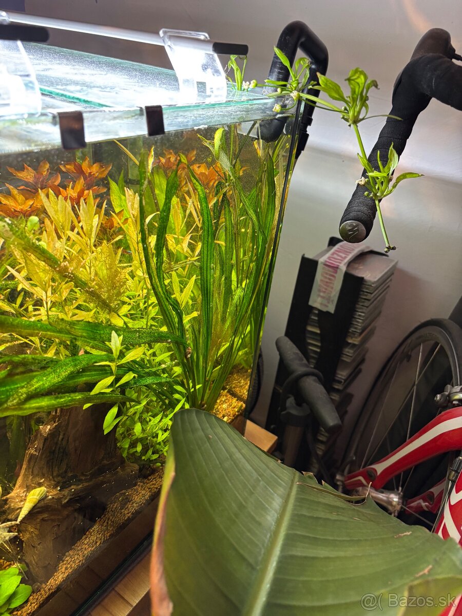 Darujem Bojovnice + Rajovec + Echinodorus red devil - 8