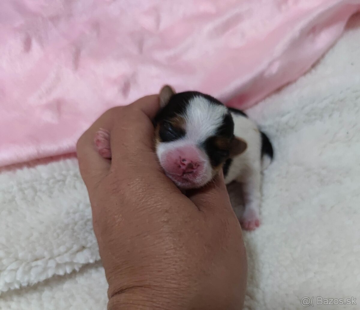 Biewer Yorkshire terrier - 8