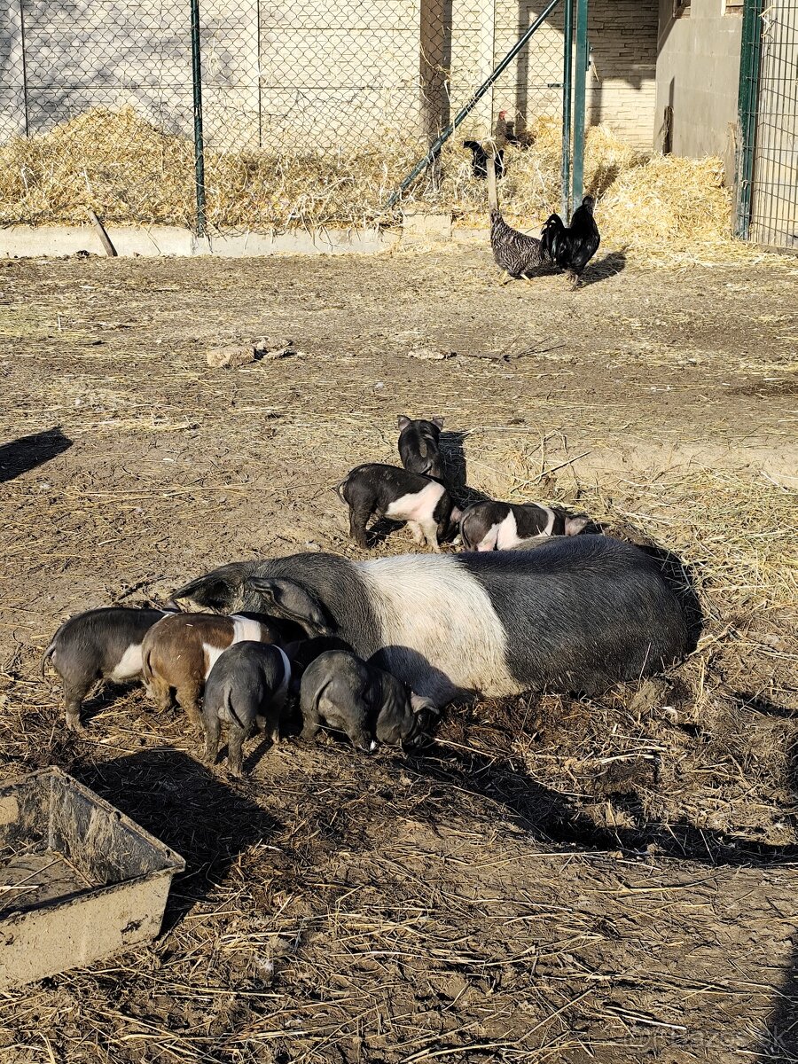 Presticke Prasa x kune kune odstavcata - 8