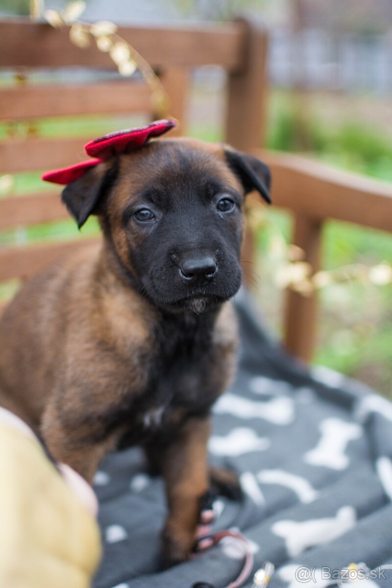 Belgický ovčiak malinois, šteniatka s PP - 8