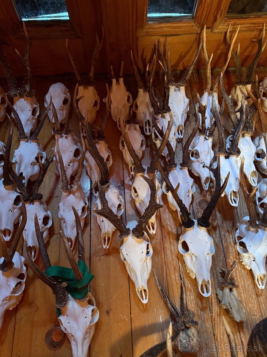 Poľovnícke trofeje - 8