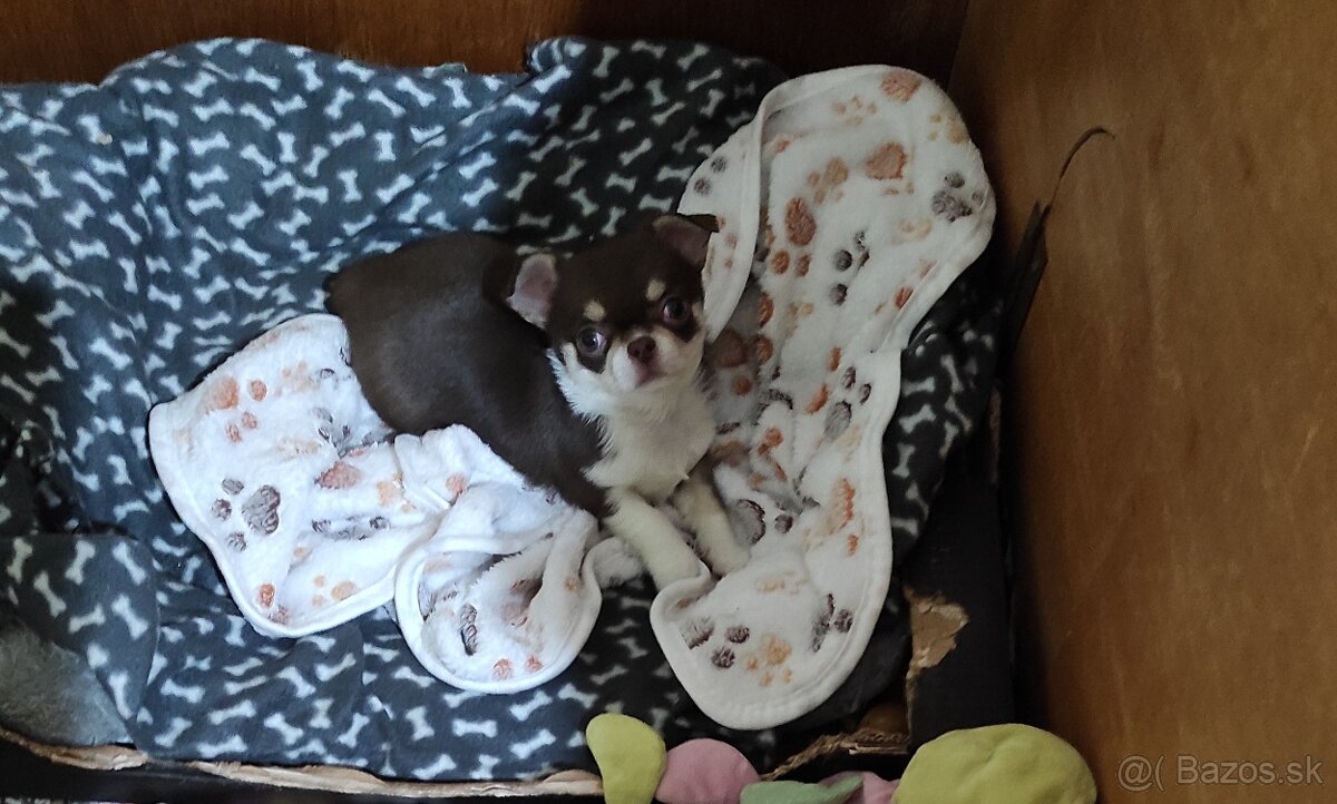 Čivava krátkosrsta. - 8